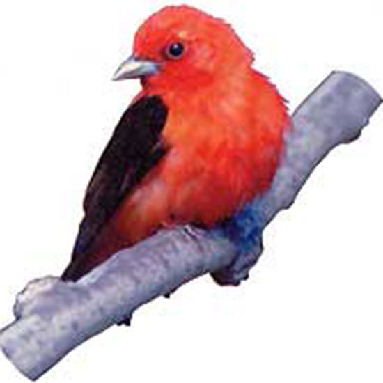 The Scarlet Tanager is a bird that rivals the male cardinal in brilliance.